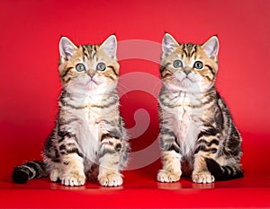 two kittens on a red background of Scottish breed