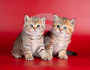 two kittens on a red background of Scottish breed