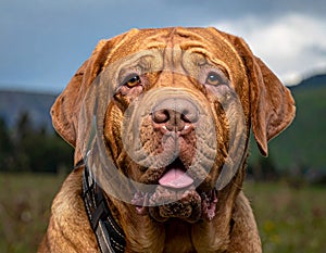 French Mastiff or Bordeauxdog