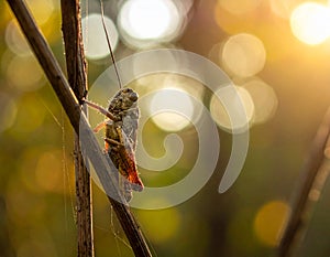 The grasshopper died while clinging to a blade of grass in the forest.