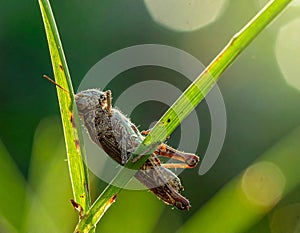 The grasshopper died while clinging to a blade of grass in the forest.
