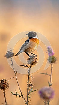 A stonechat in autumn among the thistles