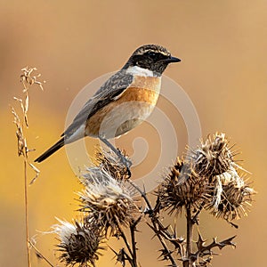 A stonechat in autumn among the thistles
