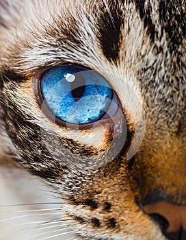 Cat blue eyes