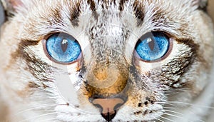 Cat blue eyes