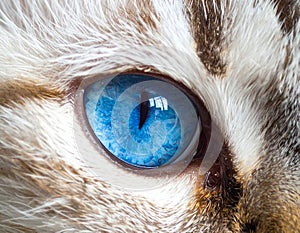 Cat blue eyes