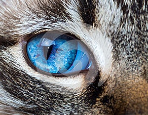 Cat blue eyes