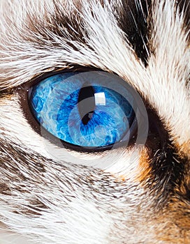 Cat blue eyes