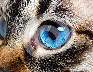 Cat blue eyes