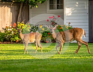 Dears roaming in the backyard