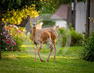 Dears roaming in the backyard