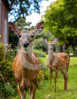 Dears roaming in the backyard