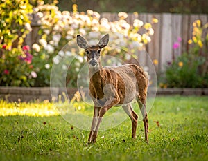 Dears roaming in the backyard