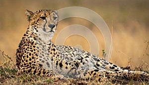 Close-up of female cheetah lying down