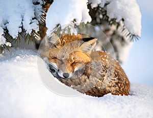 Red Fox Sleeping in Snow Under Pine Tree