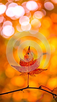 Leaf Autumn Background
