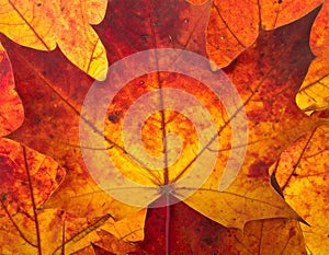 Leaf Autumn Background