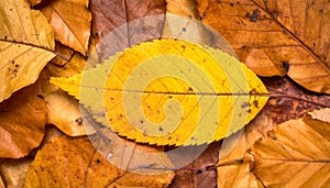 Leaf Autumn Background