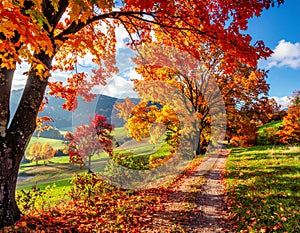 Colourful fall leaves on a nice day