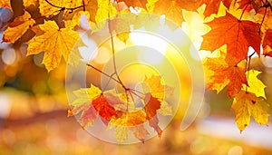 Colourful fall leaves on a nice day