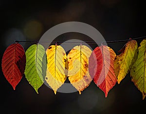 Autumn Leaf Progression