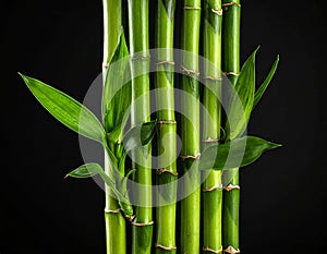 A cluster of leafy green bamboo stems.