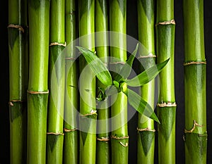 A cluster of leafy green bamboo stems.