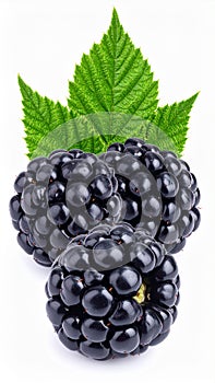 Three fresh blackberries with leaves isolated on a white background closure