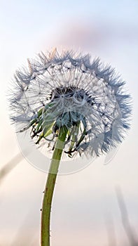 Close up side view of dandelion
