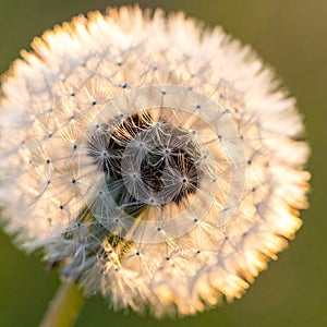 Close up side view of dandelion