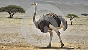 Side view of ostrich in Africa