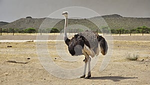 Side view of ostrich in Africa