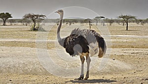 Side view of ostrich in Africa