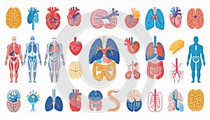 Illustrated anatomical chart featuring a variety of human organs and systems.