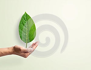 Vector sign environment friendly, hand and leaf. creative concept.