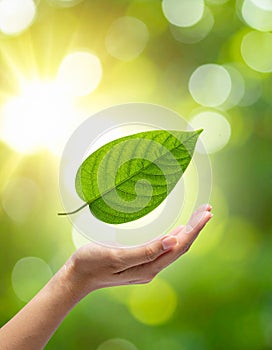 Vector sign environment friendly, hand and leaf. creative concept.