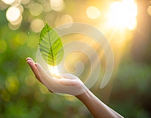 Vector sign environment friendly, hand and leaf. creative concept.