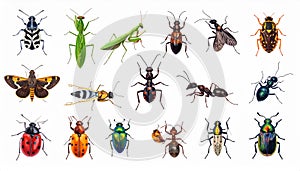 Bright insect icons, vector set. Abstract triangular style. mantis, grasshopper