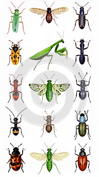 Bright insect icons, vector set. Abstract triangular style. mantis, grasshopper