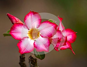 Natural Photo of Desert Rose Flower