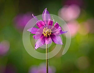 Flower in the garden.