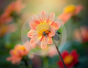 Flower in the garden.