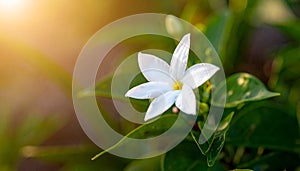 Flower in the garden.