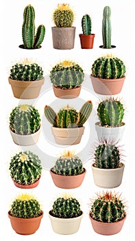 Collection of cactus, isolated on white