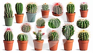 Collection of cactus, isolated on white