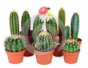 Collection of cactus, isolated on white