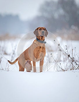 Ibizan Hound dog in winte
