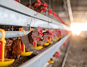 Egg Laying Chickens In Chicken Pen On Farm