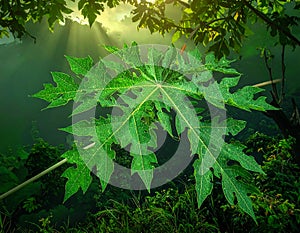 Green leaves pattern,leaf papaya tree in the forest for nature background