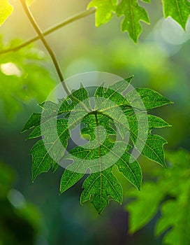 Green leaves pattern,leaf papaya tree in the forest for nature background
